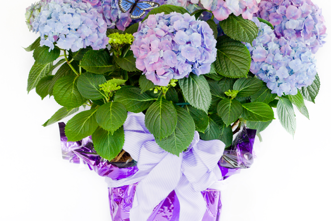 Potted Hydrangea Gift Thumbnail