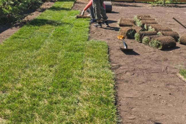 Laying new turf onto bare ground