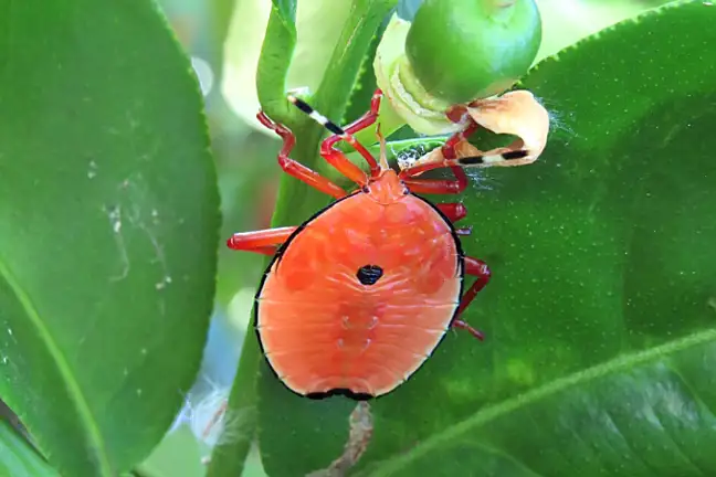 Bronze Orange Bug 5Th Instar LS