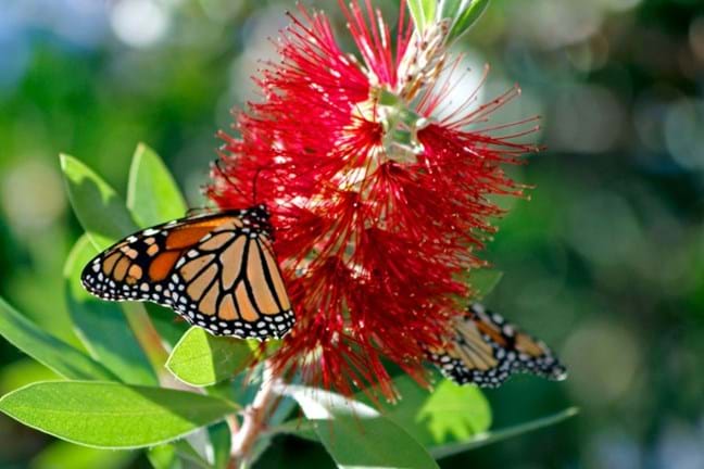 Butterfly drinking nectar from a red Callistemon flower