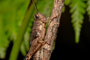 Grasshopper Control in Your Garden