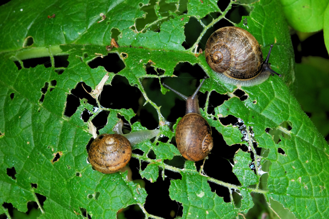 snail feeding on a leaf with many chewed holes