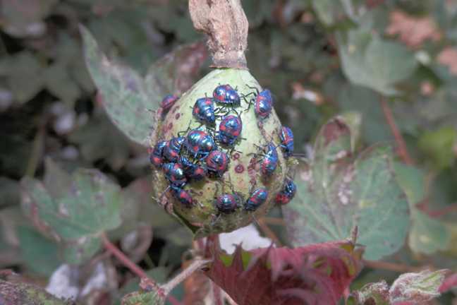 Pest Cotton Harlequin Bug Juveniles On Cotton Edando