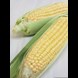 51691_sweet-corn-early-chief_1_result.jpg (3)