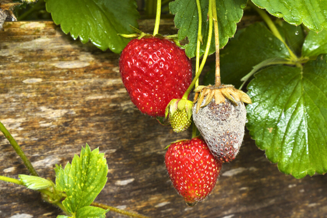 strawberry fruits hanging over the edge of a timber garden bed with one infected by grey mould disease