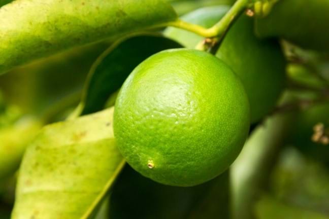 single ripening Tahitian lime on a plant