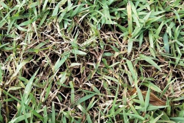 Closeup of Dollar Spot disease in a lawn