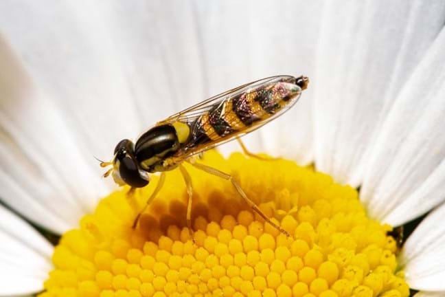 Hoverfly collecting pollen