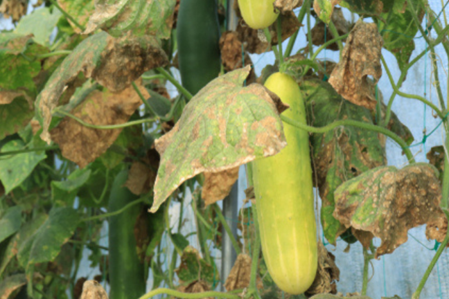 Image above: Anthracnose of cucumbers