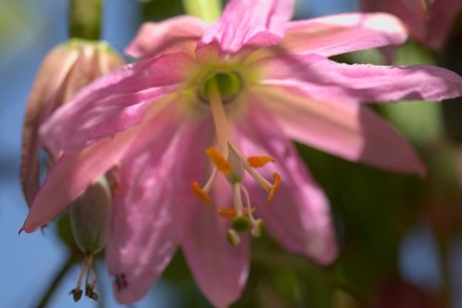 close- up of a Banana Passionfruit (passiflora mollissima) with soft pink petals, flower hanging down