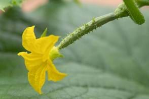 Cucumber Female Flower