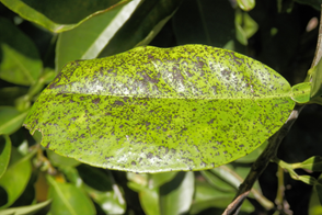 Melanose Scab on citrus leaf where leaf is covered in black to brown raised spots