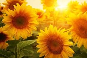 How to Grow Sunflowers
