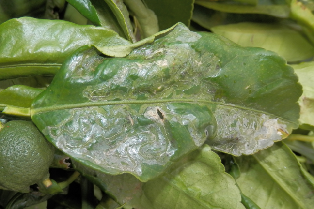close up of a citrus leaf with citrus leaf miner damage