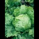 53473_lettuce-yatesdale_1_result_vdgv48.jpg (3)