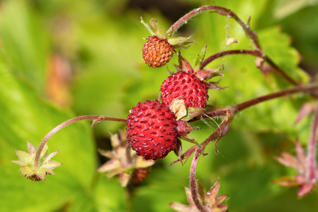 Alpine or Woodland Strawberry fruits growing on plant