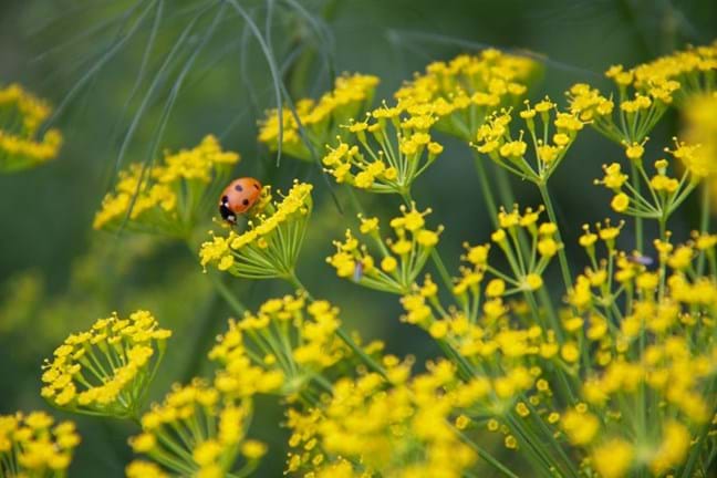 Ladybeetle foraging amongst herbs