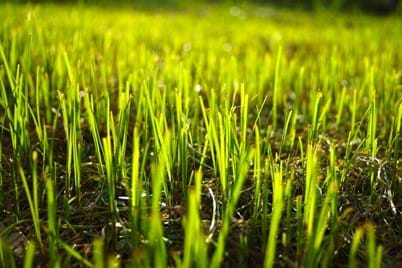 How to Grow Grass from Seed