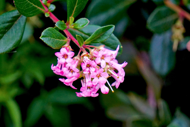 pink flowering escallonia