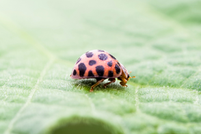 28 spotted ladybird walking on a leaf