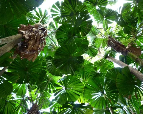 looking up into the canopy of a grove of QLD fan palms, Licuala ramsayi