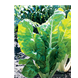 silverbeet-perpetual-green-product_result.png (1)