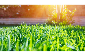Top Tips For Summer Lawn Care