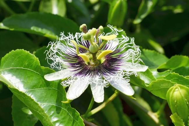 Passionfruit flower (possible Passiflora edulis) fully open with green to yellow stigma, style and anthers, white petals, purple corona filament with white twisted tips
