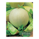 melon-honeydew-product.png (1)