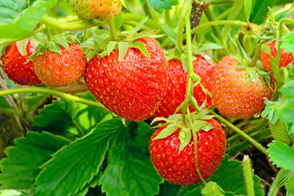 Red Strawberries growing on a plant
