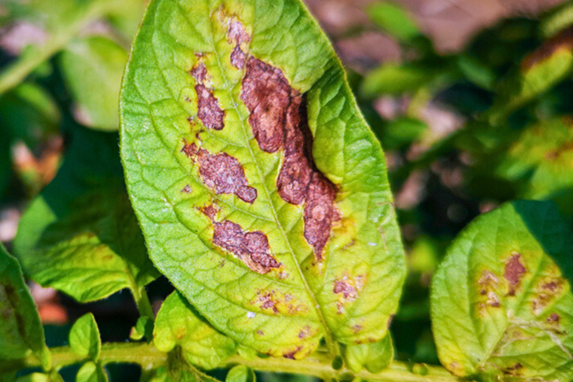 Early Blight on potato leaves as brown spots with concentric rings