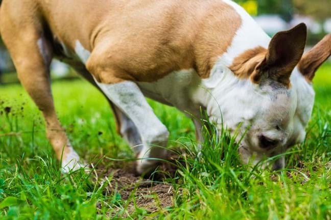 Dog Digging In Soil Lawn 800 X 451 Px