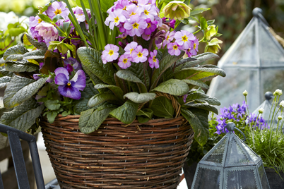 Beginners Guide To Growing Dazzling Potted Plants