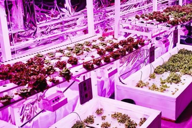 Image above: Commercial hydroponics set up using LED grow lights