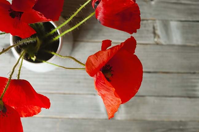 plant poppies for remembrance 1