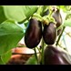 16240_Eggplant Blacknite_additional lifestyle.jpg (1)