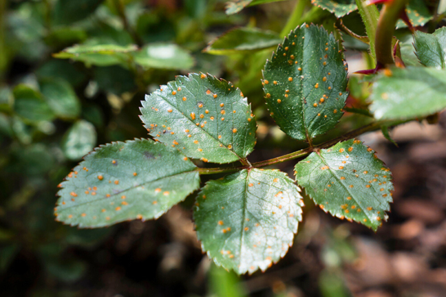 round orange pustules powdery spots on rose leaves sign of rust