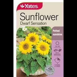 Sunflower Dwarf Sensation