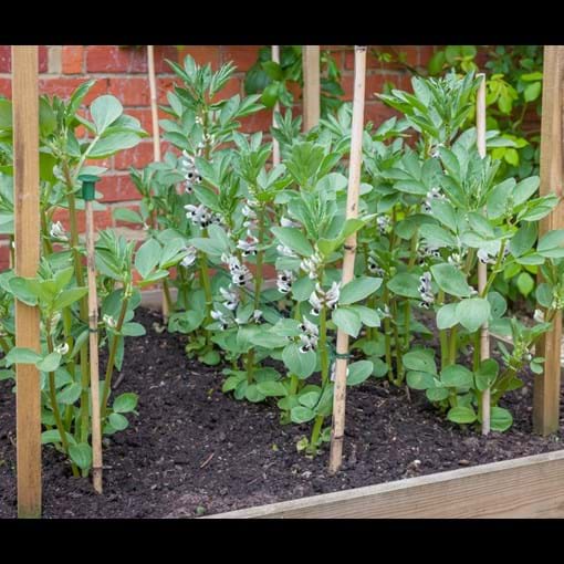 17916_Broad Beans Coles Prolific_additional lifestyle.jpg (2)