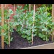 17916_Broad Beans Coles Prolific_additional lifestyle.jpg (2)
