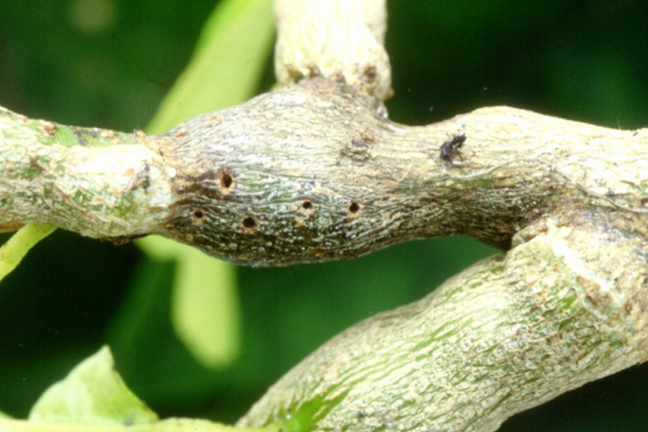 swollen citrus stem with exit holes made by citrus gall wasp