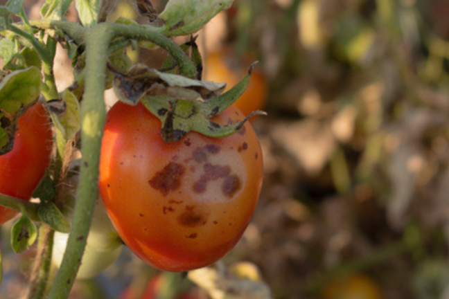 Image above: Anthracnose of tomatoes