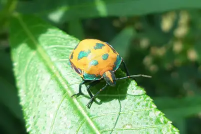Cotton Harlequin Bug