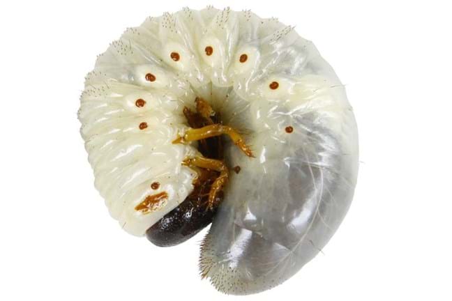 Curl grub curled into its characteristic C-shape
