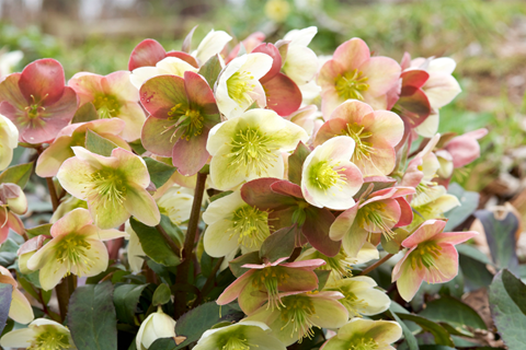 How to Grow Hellebores