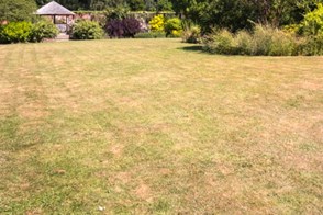 Common Lawn Problems & How to Fix Them