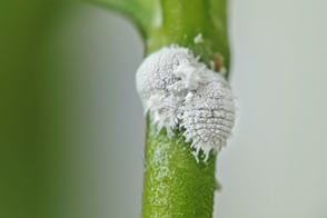 2 mealy bugs on a stem