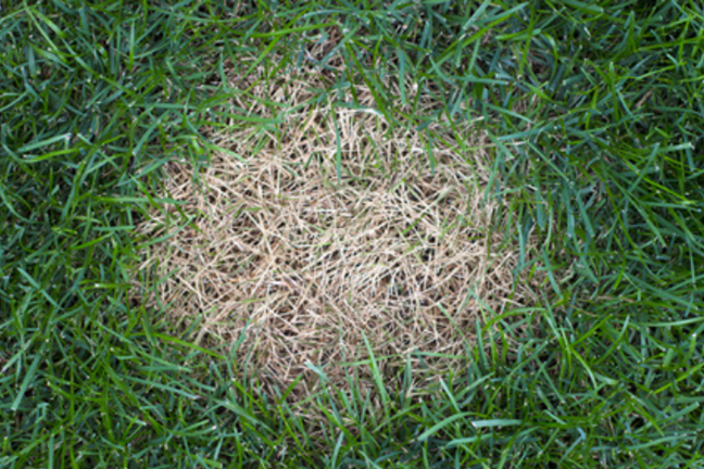 Image above: Anthracnose of lawns