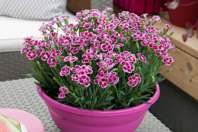 how to grow carnations 3