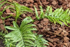 how to grow plant hen and chicken fern 2